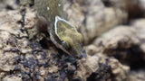 White Collar Sarasinorum Gecko SG02