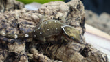 White Collar Sarasinorum Gecko SG02