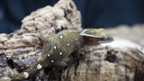 White Collar Sarasinorum Gecko SG02
