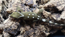 White Collar Sarasinorum Gecko SG03