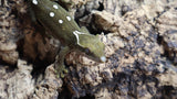 White Collar Sarasinorum Gecko SG03