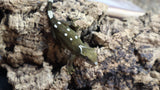White Collar Sarasinorum Gecko SG03