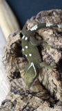White Collar Sarasinorum Gecko SG03