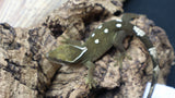 White Collar Sarasinorum Gecko SG03