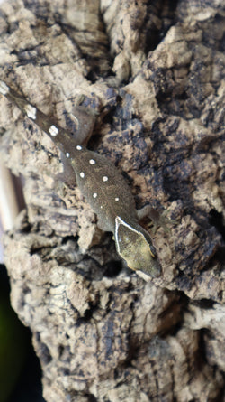 White Collar Sarasinorum Gecko SG04
