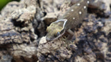 White Collar Sarasinorum Gecko SG04