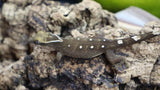 White Collar Sarasinorum Gecko SG04