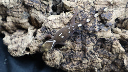 White Collar Sarasinorum Gecko SG05