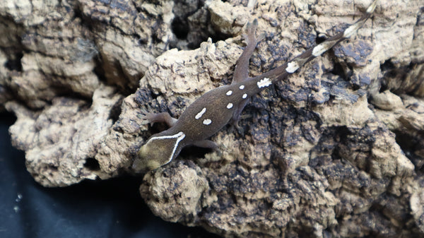 White Collar Sarasinorum Gecko SG05
