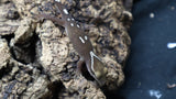 White Collar Sarasinorum Gecko SG05