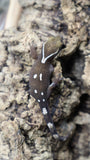 White Collar Sarasinorum Gecko SG05