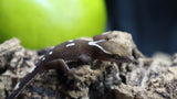 White Collar Sarasinorum Gecko SG05