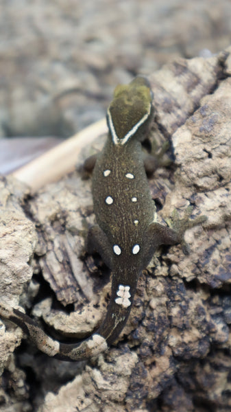 White Collar Sarasinorum Gecko SG06