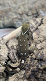 White Collar Sarasinorum Gecko SG06