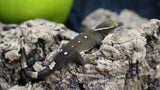 White Collar Sarasinorum Gecko SG06