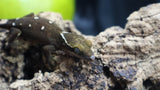 White Collar Sarasinorum Gecko SG06