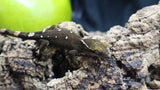 White Collar Sarasinorum Gecko SG06