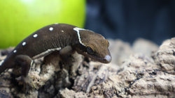 White Collar Sarasinorum Gecko SG08