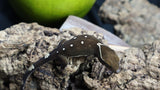 White Collar Sarasinorum Gecko SG08