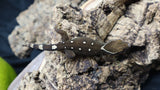 White Collar Sarasinorum Gecko SG08