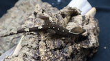 White Collar Sarasinorum Gecko SG08