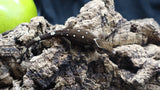 White Collar Sarasinorum Gecko SG08
