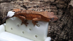Orange Phantom Female Cap Crested Gecko CAP18