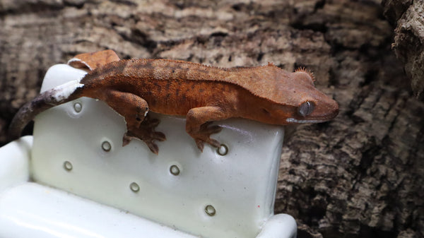 Orange Phantom Female Cap Crested Gecko CAP18