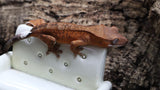 Orange Phantom Female Cap Crested Gecko CAP18