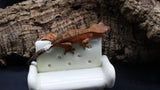 Orange Phantom Female Cap Crested Gecko CAP18