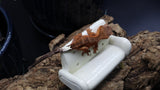 Orange Phantom Female Cap Crested Gecko CAP18