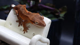 Orange Phantom Female Cap Crested Gecko CAP18