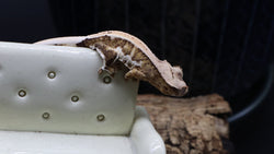 Yellow Tiger Frappuccino Crested Gecko Poss Female FRAP07