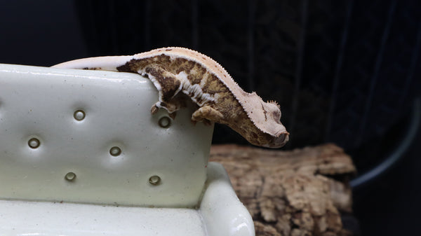 Yellow Tiger Frappuccino Crested Gecko Poss Female FRAP07