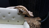 Yellow Tiger Frappuccino Crested Gecko Poss Female FRAP07
