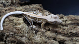 Yellow Tiger Frappuccino Crested Gecko Poss Female FRAP07