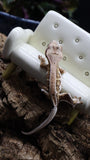 Yellow Tiger Frappuccino Crested Gecko Poss Female FRAP07