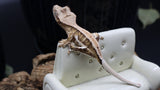 Yellow Tiger Frappuccino Crested Gecko Poss Female FRAP07