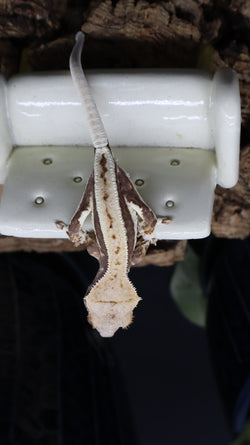 Crestes Gecko Lilly White High White Poss Female (CLW72)
