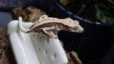 Crestes Gecko Lilly White High White Poss Female (CLW72)