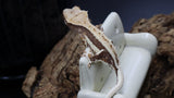 Crestes Gecko Lilly White High White Poss Female (CLW72)