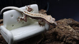 Crestes Gecko Lilly White High White Poss Female (CLW72)