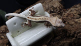 Crestes Gecko Lilly White High White Poss Female (CLW72)