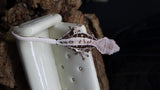 Red Frappuccino Crested Gecko Poss Female FRAP08