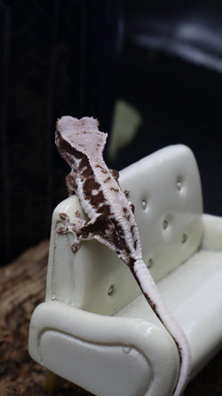 Red Frappuccino Crested Gecko Poss Female FRAP08