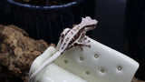 Red Frappuccino Crested Gecko Poss Female FRAP08