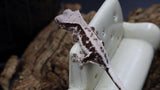 Red Frappuccino Crested Gecko Poss Female FRAP08