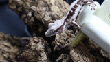 Red Frappuccino Crested Gecko Poss Female FRAP08