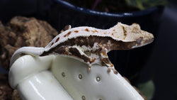 Crestes Gecko Lilly White High White Male (CLW73)