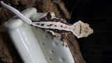 Crestes Gecko Lilly White High White Male (CLW73)
